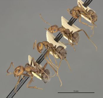 Media type: image;   Entomology 304341 Aspect: habitus lateral